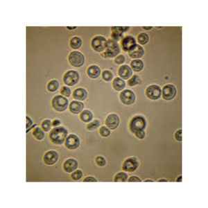 Chất Lượng Cao Made Trong Ý aleaferm Baky Bánh Men Hoạt Động Ngay Lập Tức Men Khô Cho Bánh Mì Sưng 500G Và 10 Kg Túi - Product Image 4