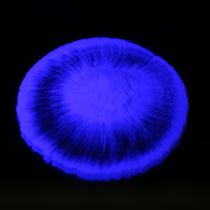Vente en gros OEM Pigment non toxique phosphorescent poudre lumineuse écologique haute luminosité pour l'impression - Product Image 2
