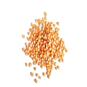 Penjualan langsung dari pabrik biji Popcorn kualitas unggul (jagung mentah) biji/biji jagung dari pemasok Prancis