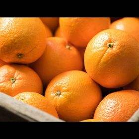 Mandarina natural 98% Nobiletin - Product Image 6