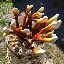 100% Organic Frozen Antler Reishi <b>Mushroom</b> <b>Mushroom</b> Cultivated From Vietnam IQF Freeze Method Cheap Price - Product Image 4