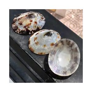 Çevre dostu hediyeler kahverengi fildişi Oval toptan deniz kabuğu Limpet salyangoz kabuğu en iyi fiyat Vietnam tedarikçisi
