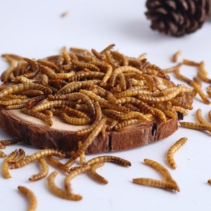 Vermi Gialli Essiccati ad Alto Contenuto Proteico per Alimentazione <span class=keywords><strong>Animale</strong></span> - Product Image 5