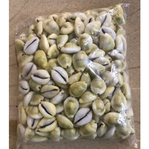 Giá tốt nhất trên đánh bóng Việt Vàng cowrie <span class=keywords><strong>Shell</strong></span> hàng thủ công tự nhiên sản phẩm cowrie seashells vỏ sò biển - Product Image 1
