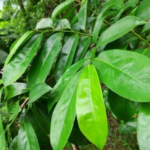 Feuilles de sop aigres cultivées au Vietnam entières en poudre séchées en vrac emballées pour les avantages pour la santé de la peau de thé Detox - Product Image 6