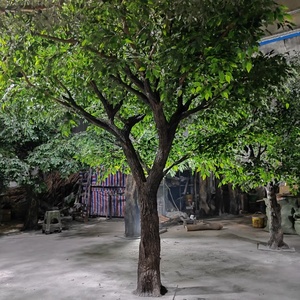 <span class=keywords><strong>Grand</strong></span> <span class=keywords><strong>arbre</strong></span> artificiel réaliste personnalisé 8FT 10FT 12FT Olivier résistant aux UV pour hôtel, événement, jardin, décoration intérieure et extérieure - Product Image 5
