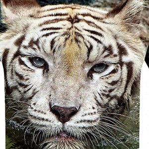 T-shirts pour hommes OEM Offre Spéciale T-shirt à manches courtes en polyester pour hommes T-shirt décontracté à sublimation personnalisée chemises à col rond de haute qualité - Product Image 6