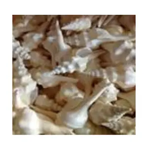 Shinning Color Natural Abalone Shell Paper Paua Seashell L Stone Decoration Accessories Jewelry Mini Angel