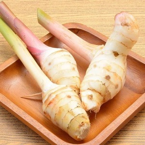 Racines de galanga frais de qualité supérieure au meilleur prix racine de gingembre galanga thai pour la vente en gros - Product Image 4