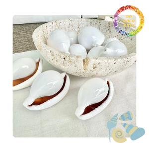 เปลือกหอยไข่สีขาวขนาดใหญ่จากเวียดนาม | การทำเครื่องประดับแบบทำมือและของตกแต่งบ้าน | มีของพร้อมส่ง - Product Image 2