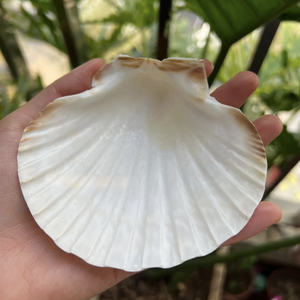 Viande de pétoncle au goût sucré de l'océan disponible en approvisionnement en vrac pour les importateurs et les distributeurs de produits alimentaires - Product Image 2