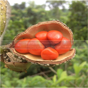 เมล็ดโดอิคุณภาพสูงจากเวียดนาม วัตถุดิบสำหรับอาหารแสนอร่อย - Product Image 3