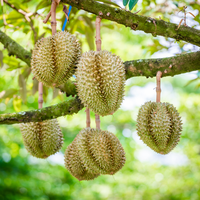 Durian Vers Fruit Bij Voorkeur Voor Veel Durian-Liefhebbers En Kinderen Verse D103 Van Vietnam Wholesale Premium Hoogwaardig Heerlijk