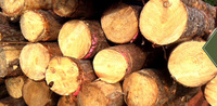 Bûches de pin pour bardage en bois, placage spécial, découpe sur mesure - Cadres en bois écologiques sur mesure, exportation vers l'Europe