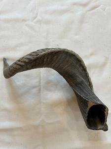 แตรแกะแท้ขัดธรรมชาติสำหรับตกแต่งและงานฝีมือคุณภาพสูง - Product Image 5