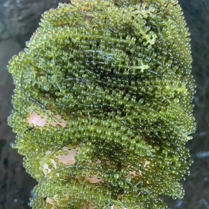 Material de algas Premium de uva de mar de Vietnam para restaurantes, hoteles y servicios de catering, decoración culinaria - Product Image 1