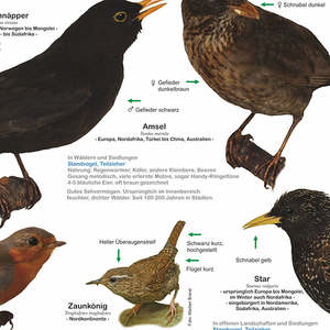 Affiche moderne DIN A1 des oiseaux indigènes du jardin, toutes les espèces, pour décoration murale - Product Image 2