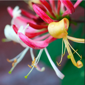 Honeysuckle Absolute <b>Oil</b> Lonicera Japonica Pure <b>Essential</b> <b>Oil</b> Sweet Scent Massage & Skin Care <b>Oil</b> for All Skin Types Undiluted - Product Image 3