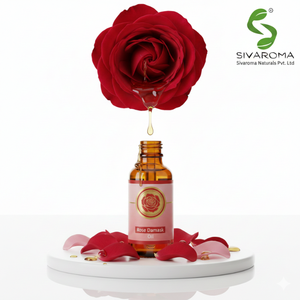 Classic Rose Damask <b>Oil</b> for Cosmetic Manufacturing and Fine Fragrance Formulation Needs - Product Image 3