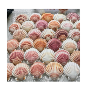 Venta al por mayor de conchas de vieiras naturales para jabonera, centros de mesa costeros, decoración de playa y exhibición de comida ecológica - Product Image 1