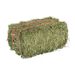 Heno de alfalfa comprimido fresco para granjas heno de alfalfa con alta nutrición en stock para la venta - Product Image 2