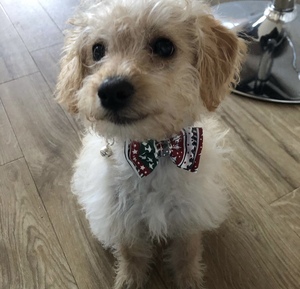 Magia en el aire Decoraciones navideñas Ambiente festivo para celebraciones navideñas - Product Image 3