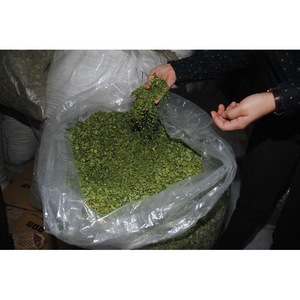 GRAN CANTIDAD MORINGA OLEIFERA DE CRECIMIENTO RÁPIDO/HOJA DE MORINGA para COCINAR - Product Image 2