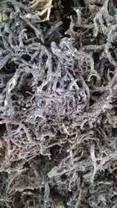 Vietnam factory bulk export Eucheuma cottonii with uniform quality supply for global buyers Eucheuma cottonii - Product Image 4