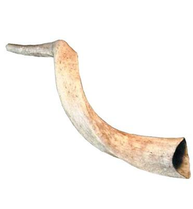 Shofar de Cuerno de Carnero en Venta, Shofar de Cuerno de Oveja Natural para Fines Específicos, Tamaño Personalizado, Shofar Kosher Pulido, Cuerno de Kudú de Israel - Product Image 3