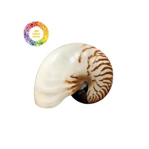 เปลือกหอย Nautilus ที่ไม่เหมือนใครสำหรับการออกแบบเครื่องประดับหัตถกรรมชั้นสูงและตกแต่งชายฝั่งวัสดุศิลปะธรรมชาติจากเวียดนาม - Product Image 4