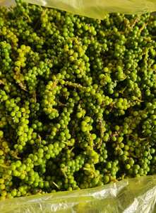 Poivre vert frais d'exportation du Vietnam sur tige, arôme intense, adapté au marché mondial - Product Image 2