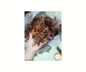 Algues Cottonii pures: Premium pour les aliments et les cosmétiques, directement exportées des fournisseurs vietnamiens de confiance pour les consommateurs mondiaux - Product Image 1