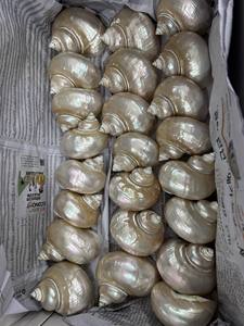 Venta al por mayor Turbo Burgess Seashell Conch hermosa madre de perla Shell para la fabricación de joyas decoración del hogar y proyectos de arte - Product Image 5