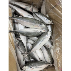 Nouvelle-Zélande origine meilleure qualité maquereau de cheval congelé Style IQF 6/8 taille 24 mois durée de conservation Nature caractéristique - Product Image 3