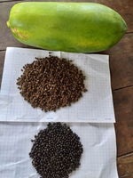 Rode Lady Zoete Gedroogde Papaya Zaden Gedroogde Kruidenthee Uit Vietnam Bulk Vacuümverpakking met 100% Natuurlijke Papain voor Groothandel