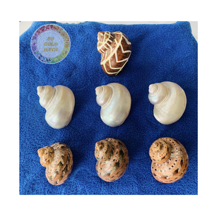 Caracoles frescos congelados manchados de Babilonia, principal proveedor de mariscos de Vietnam, carne de caracol de mar de exportación a granel para restaurante y uso al por mayor - Product Image 5