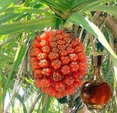 น้ำมันไฮโดรโซลหญ้าแฝก100% จากธรรมชาติที่ผ่านการรับรองจากธรรมชาติสำหรับน้ำมันหอมระเหย - Product Image 5