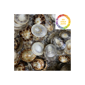 หอยทะเลลิมเพ็ตของเวียดนามที่มีคุณภาพสูงและได้รับการทำความสะอาดสำหรับโครงการศิลปะถังตู้ปลาและของตกแต่งชายฝั่งทะเล - Product Image 1