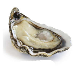 Suministro a Granel de Ostras Chilenas Secas de Primera Calidad en Envase al Vacío para Distribuidores Globales de Mariscos - Product Image 5