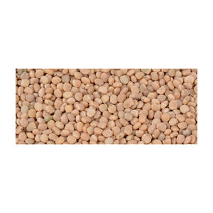 เมล็ดกัวมีจำนวนมากเพื่อส่งออกไปยังบริษัทผลิตหมากฝรั่งและอุตสาหกรรม - Product Image 4