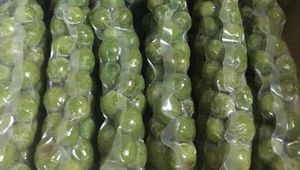 ผลไม้แช่แข็งธรรมชาติ ดราคอนโทเมลอน ผลไม้รสเปรี้ยวแท้จากเวียดนาม - Product Image 4