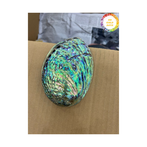 Concha de abulón, Material de mar Natural de Vietnam para decoración de joyería, Diseño Artesanal y exportación internacional al por mayor - Product Image 1