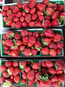 Fraises fraîches en gros en stock, sucrées et mûres, livraison rapide, meilleur prix pour la pâtisserie ou la consommation quotidienne, prix bas en promotion - Product Image 2