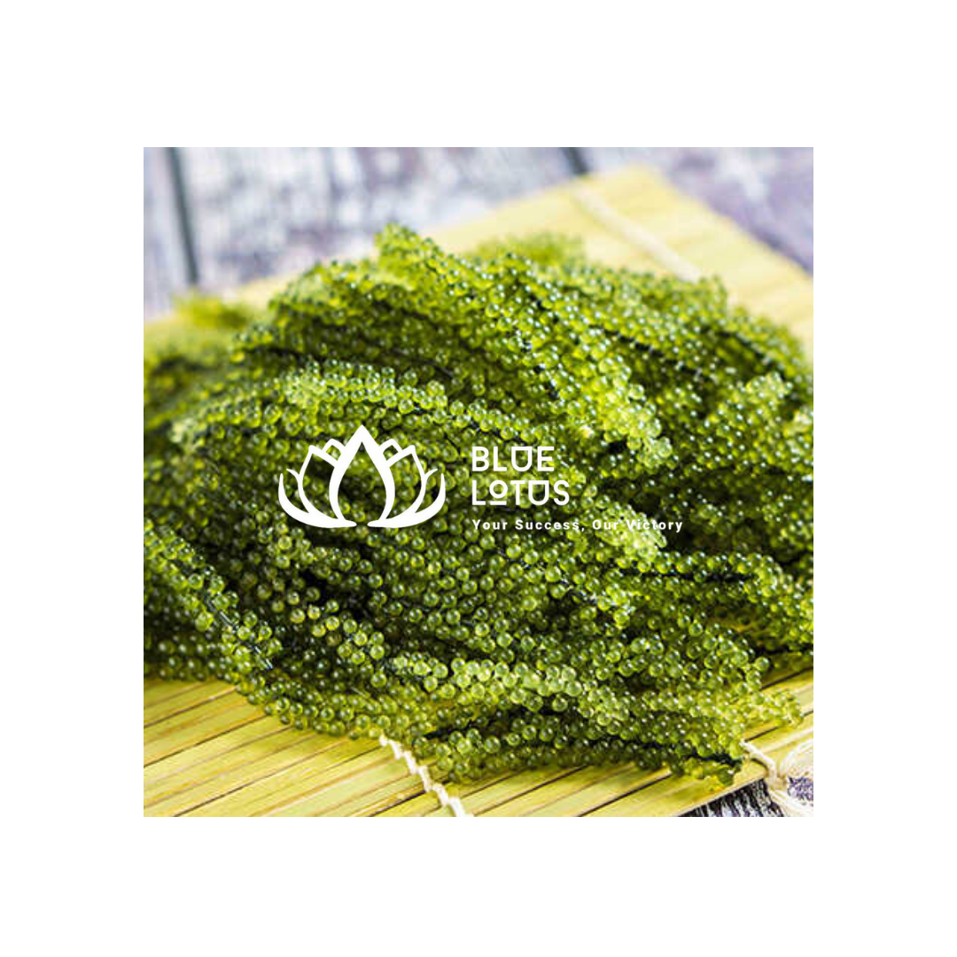 Dried Caulerpa Lentillifera Seaweed from Vietnam for Food and Seafood Preparation