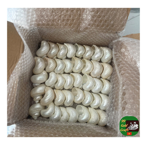 Coquille de conque en gros, coquille de conque polie naturelle, fournisseur de coque turbo décorative pour aquarium, artisanat et décoration de la maison - Product Image 2
