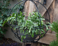 Jardinière suspendue globe antique au design moderne et épuré, en fer thermolaqué, décorative, pour intérieur et extérieur, panier suspendu réutilisable