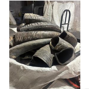 Corne de buffle soufflante avec forme naturelle, faite à la main, durable, animal, moderne, personnalisable, art et objet de collection - Product Image 2