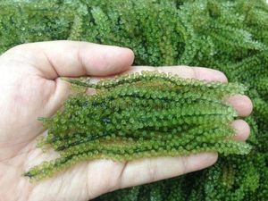 สาหร่ายแห้งคุณภาพสูงอร่อยอบแห้ง Seagrape - องุ่นทะเลสุขอนามัยและความปลอดภัยอาหารการบรรจุตามคําขอของลูกค้า - Product Image 4