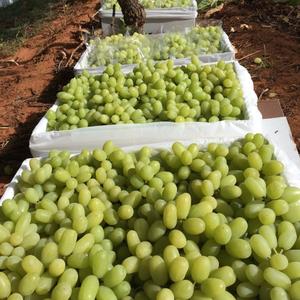 Uvas Cotton Candy - Uvas de mesa grandes sin semillas, suministro a granel - Product Image 6