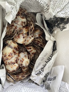 Concha de Limpet Decorativa, Aspecto Natural y Construcción Sólida para Manualidades, Decoración de Interiores y Suministro al por Mayor - Product Image 4